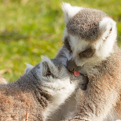 Image showing Ring-tailed lemur (Lemur catta) 