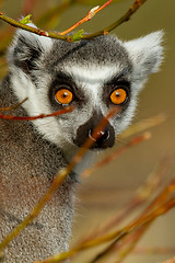 Image showing Ring-tailed lemur (Lemur catta) 