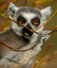 Image showing Ring-tailed lemur (Lemur catta) 