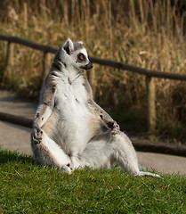 Image showing Ring-tailed lemur (Lemur catta) 