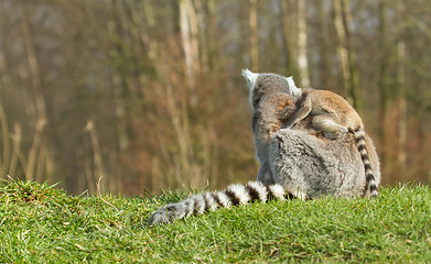 Image showing Ring-tailed lemur (Lemur catta) 