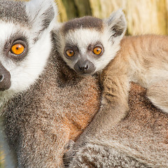 Image showing Ring-tailed lemur (Lemur catta) 