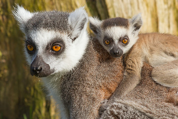 Image showing Ring-tailed lemur (Lemur catta) 