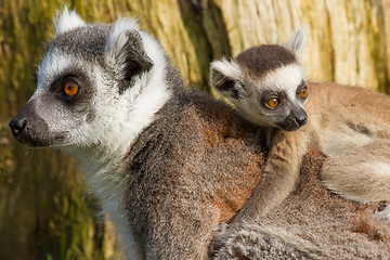 Image showing Ring-tailed lemur (Lemur catta) 