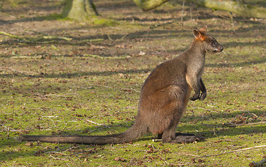 Image showing Close-up swamp wallaby