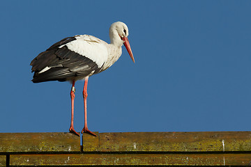 Image showing A stork on a roof