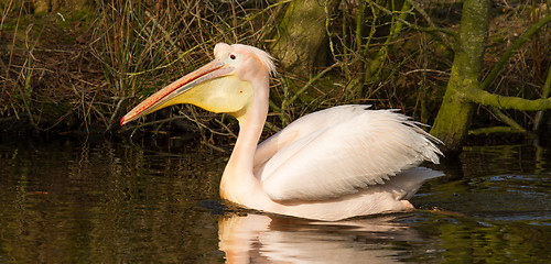 Image showing A swimming pelican 