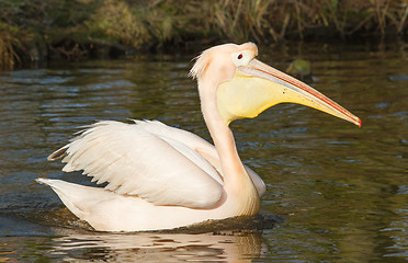 Image showing A swimming pelican 