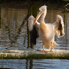 Image showing A pelican 