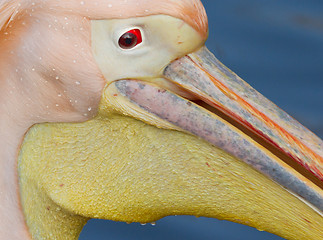 Image showing A close-up of a pelican 