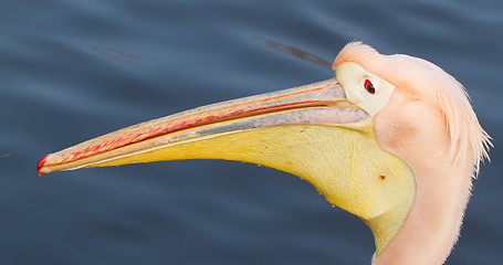 Image showing A close-up of a pelican 