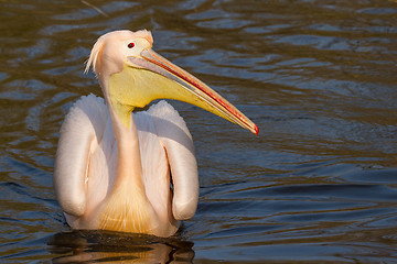 Image showing A swimming pelican 