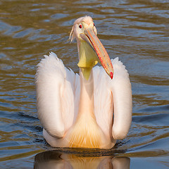 Image showing A swimming pelican 