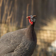 Image showing Helmeted Guinea Hen Bird