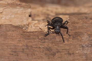 Image showing A black beetle