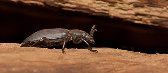 Image showing A black beetle