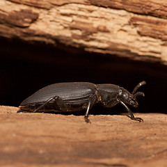 Image showing A black beetle