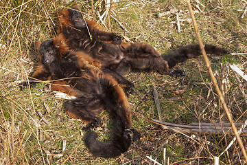 Image showing A couple of sleeping crown makis