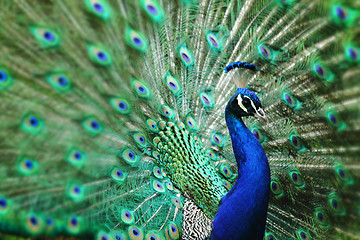 Image showing peacock with nice feathers