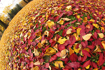 Image showing autumn leafy background 