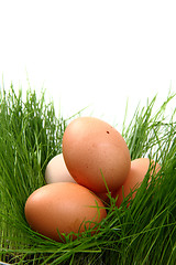 Image showing easter eggs in the green grass