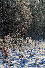 Image showing winter country wirh fresh snow