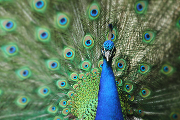 Image showing peacock with nice feathers