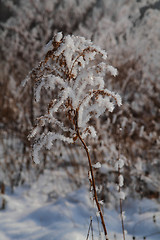 Image showing winter country wirh fresh snow