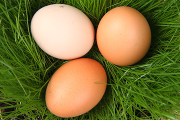 Image showing easter eggs in the green grass