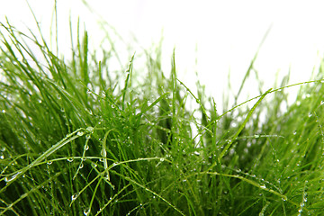 Image showing green grass with drops of water