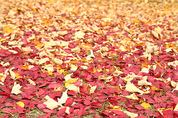 Image showing autumn leafy background 