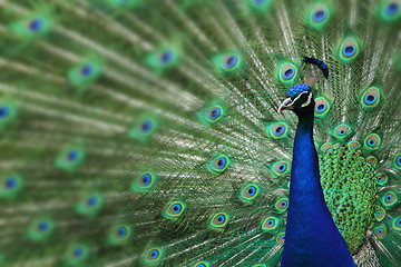 Image showing peacock with nice feathers