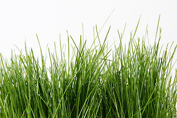 Image showing green grass