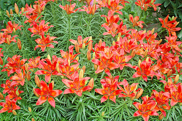 Image showing Orange lilies