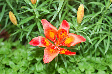 Image showing Orange Lilies