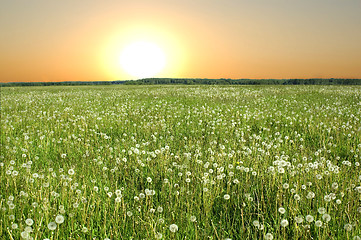 Image showing dandelions