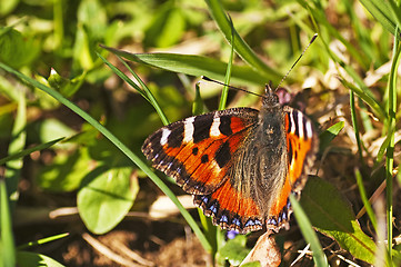 Image showing small tortoiseshell, Nymphalis urticae