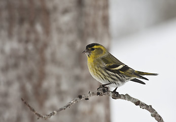 Image showing male siskin