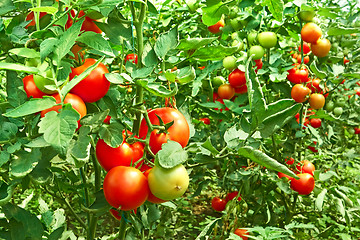 Image showing Tomatoes in greenhouse