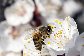 Image showing Apis Mellifica