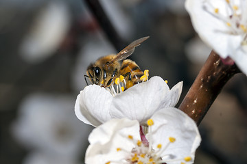 Image showing Apis Mellifica