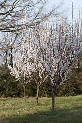 Image showing tree in bloom