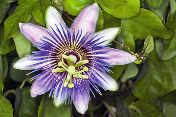 Image showing spring flower