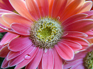 Image showing pimk gerbera