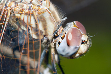 Image showing Dragonfly on branch