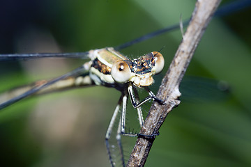 Image showing Dragonfly on branch