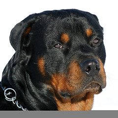 Image showing rottweiler