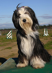 Image showing bearded collie