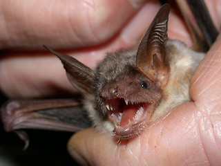 Image showing Greater mouse-eared bat