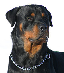 Image showing rottweiler